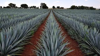 Agave Plant Agriculture Technology  Agave Farming  Agave Cultivation [upl. by Eile]