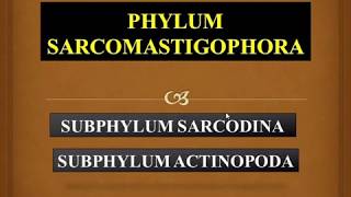 Subphylum Sarcodina amp Subphylum Actinopoda  Phylum Sarcomastigophora [upl. by Ethel]