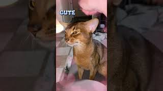 I have many faces 😹😻Abyssinian cat shots cat abyssinian funny cute pets animals [upl. by Esinek]