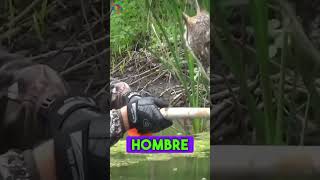 Estaba herido en medio de un lago hasta que 😢😢 reflexiones animales historiareal rescate [upl. by Tufts]