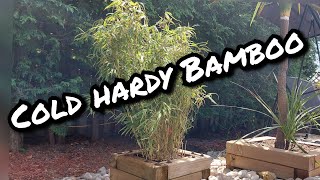 Fargesia rufa cold hardy Bamboo bamboo coldhardybamboo fargesiarufa [upl. by Ulda]