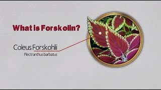 Forskolin review What is Forskolin [upl. by Lamrouex]