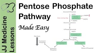 Pentose Phosphate Pathway  Regulation Purpose and Importance in Human Health [upl. by Kaitlin864]