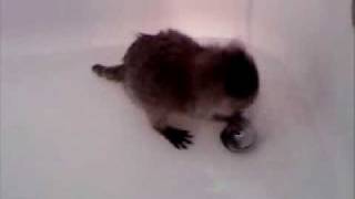 Baby Raccoon in the Tub [upl. by Telfore]