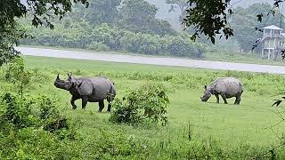 Kaziranga Jeep safari 101020245 [upl. by Ten]