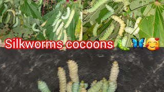 silkworms cocoons 🐛 robibal salni video roramgipani video 😇🙏 [upl. by Syl]