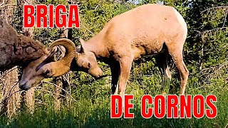 4K  Cornos Em FÃºria  Briga De Carneiros Selvagens [upl. by Ilbert]