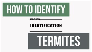 How to Inspect and Identify Termite Species [upl. by Sirah285]