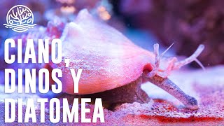 Cómo ELIMINAR Cianobacteria diatomea y dinoflagenados🪸 [upl. by Elimaj9]