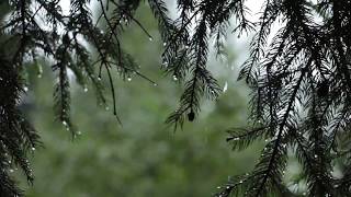 Relaxing Sound of Rain and Wind in Forest 1 Hour  Rain Drops Falling From Trees with Wind [upl. by Durman549]