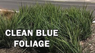 REVELATION® Dianella has cleaner blue green foliage  Ozbreed Strappy Leaf Plants Range [upl. by Jaella]