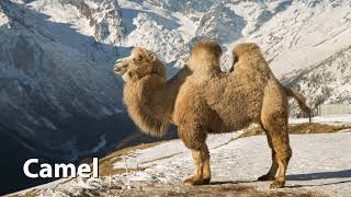 Bactrian Camel Sounds [upl. by Sitruc406]