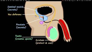 Male reproductive system  Reproduction  Biology class 10  Khan Academy [upl. by Aroved]