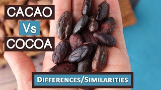 Cacao Vs Cocoa Top 6 Differences and Similarities [upl. by Enywad]