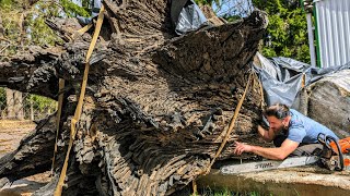 A shocking find in an ancient bog oak stump [upl. by Akener29]