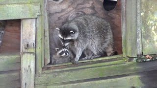 Cute Baby Raccoons in Trouble Mother to the Rescue [upl. by Assirahc]