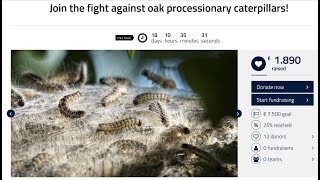 Join the fight against the invasive Oak Processionary Caterpillar [upl. by Atalanti760]