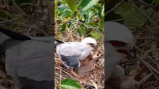 Blackwinged kite Birds raise a small baby [upl. by Anhcar]