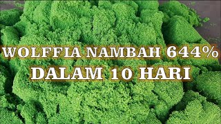 Perkembangan Wolffia selama 10 Hari dengan Pupuk Organik Azolla [upl. by Anirak881]