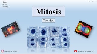 Mitosis  overview  Cell Division  Cell Cycle  biology medical [upl. by Ashbey]