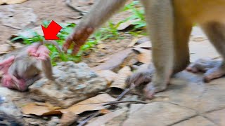 Pigtail monkey  What happen to little newborn baby monkey [upl. by Ward]