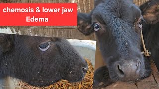 chemosis of cattleBilateral Edema at lower jawParasitic cause HypoproteinemiaVetrakib [upl. by Hesoj]