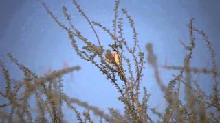 Acoustic duets  RosyPatched BushShrike [upl. by Swords26]