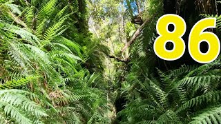 86 BLUE MOUNTAINS CLAUSTRAL CANYON amp THE WOLLEMI PINE Bells Line Of Road NSW [upl. by Mario]