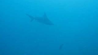 Diving Koh Samui Bull Sharks at Chumporn Pinnacle Diving Koh Samui [upl. by Leuqcar588]