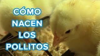 Cómo nacen los pollitos  Vídeo educativo para niños [upl. by Assirim]