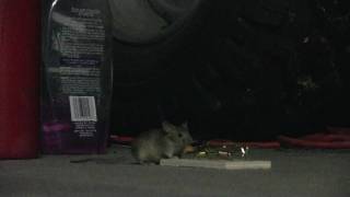 Mouse Eating Peanut Butter off Mousetrap than SNAP Got him VERMIN KILLER 101 [upl. by Octavian615]