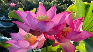 Lotus Flower Blooming Time Lapse Pink Single [upl. by Cher]