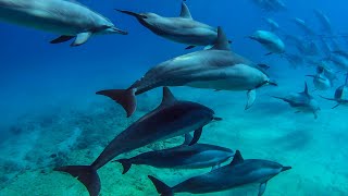 8 Hours  Hawaii Dolphins Underwater Relaxing Music  RELAX SLEEP MEDITATE  Great Escapes [upl. by Idoux]