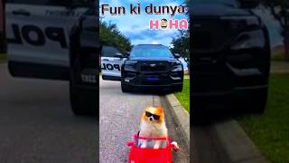 The 10 CUTEST Dogs Driving Cars [upl. by Dutchman987]