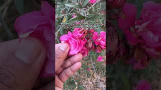 Oleander Poisoning Livestock Nerium OleanderKaner Plant Treatment [upl. by Eineg]