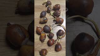 👁 👁 ACORN DIFFERENCE NORTHERN RED OAK VS WHITE OAK FOR GERMINATION 👍 amp SUBSCRIBE PLEASE [upl. by Snyder]