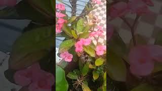 🥰Euphorbia milii shortvideo happinessgarden houseplants ♥️ [upl. by Ynoep]