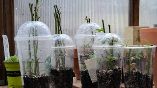 How to Root Rose Cuttings Fast and Easy  Rose Propagation Part 1 [upl. by Annovoj288]