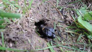 Field cricket Gryllus campestris chirping [upl. by Mutat647]