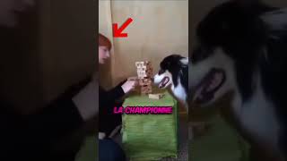 Le Chien le plus Intelligent du Monde  😱👀 [upl. by Ayanet647]