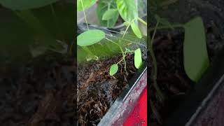 Indigofera plant for transplant [upl. by Matilda]