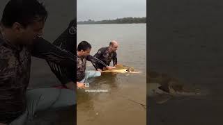 SOLTANDO MAIS UMA PIRARARA NA POUSADA REI DAS PIRAIBAS PEIXE BOM É PEIXE VIVO [upl. by Kristo25]