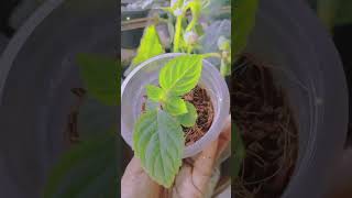 Garden Tips 😀🌿☘️gardenindia instagram viralvideosrilankaviralshort flowerscapcutlovemusic [upl. by Ahsiemal]