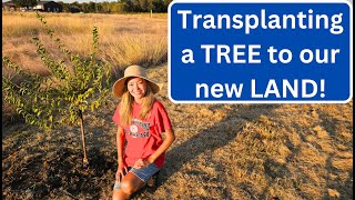 Transplanting a PLUM TREE to our NEW LAND [upl. by Atinas]