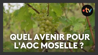 Vignoble  Quel avenir pour lAOC Moselle [upl. by Seleta]