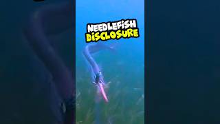 🌊✨ Exploring the Mysteries of Needlefish in the Deep Blue Sea 🌊🐟 [upl. by Bullock]