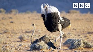 Randy ostrich looking for a mate has MOVES  The Mating Game – BBC [upl. by Ahtabbat]