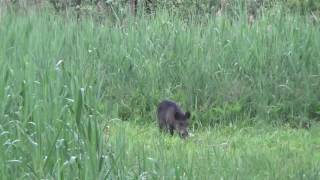 Wildschwein wird im Schilf erlegt Wildschweinjagd in der Schorfheide Saujagd [upl. by Iatnohs]