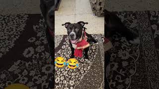 Agar aurate sach main 😂viralvideo funny petlovers shortsfeed pets [upl. by Ira]