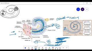 The hearing apparatus Weber test and Rinne test [upl. by Maidie]